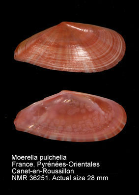Tellina pulchella.jpg - Moerella pulchella(Lamarck,1818)